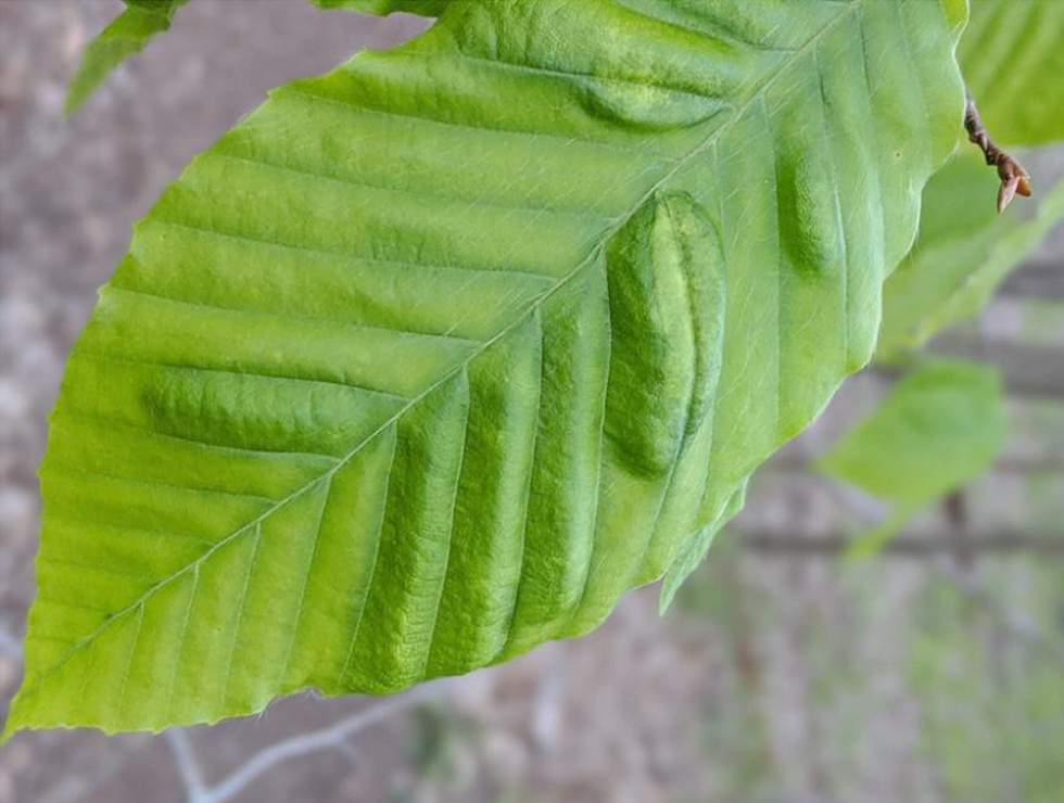 Beukenbladziekte: Schadebeeld - de symptomen op het bovenoppervlak van een blad van de Amerikaanse beuk  | © R. E. Marra, CAES